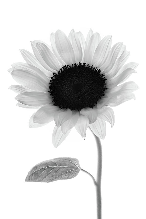 Monochrome Sunflower White Background Photograph By Fuhito Kanayama