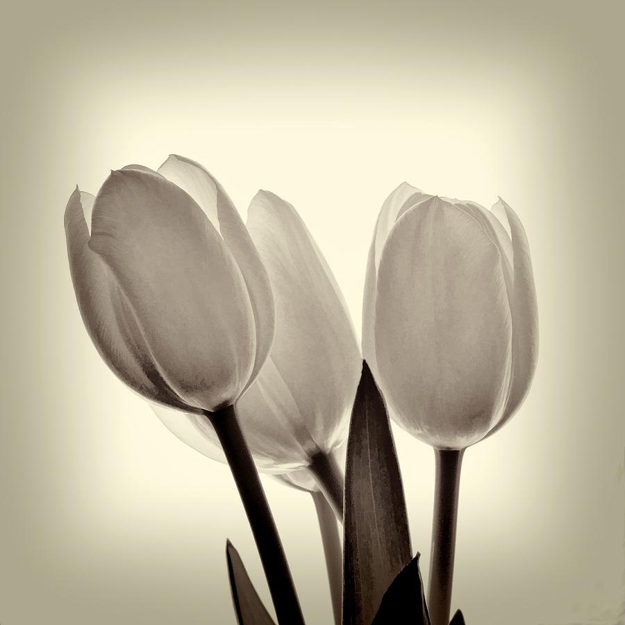Monochrome Tulips with Vignette Photograph by Phyllis Meinke