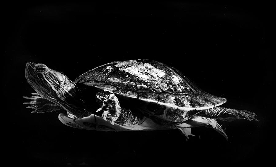 Monochrome Turtle II Photograph by Nathan Abbott - Fine Art America