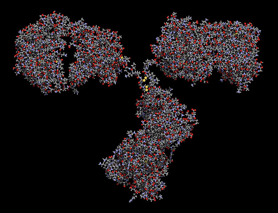 Ball Photograph - Monoclonal Antibody Igg2a Molecule by Molekuul/science Photo Library