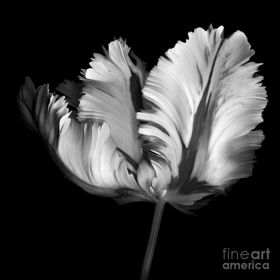Black And White Photograph - Monocrhome Parrot Tulip by Oscar Gutierrez