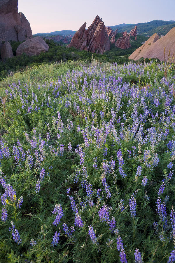 Monoliths and Lupines Photograph by Morris McClung