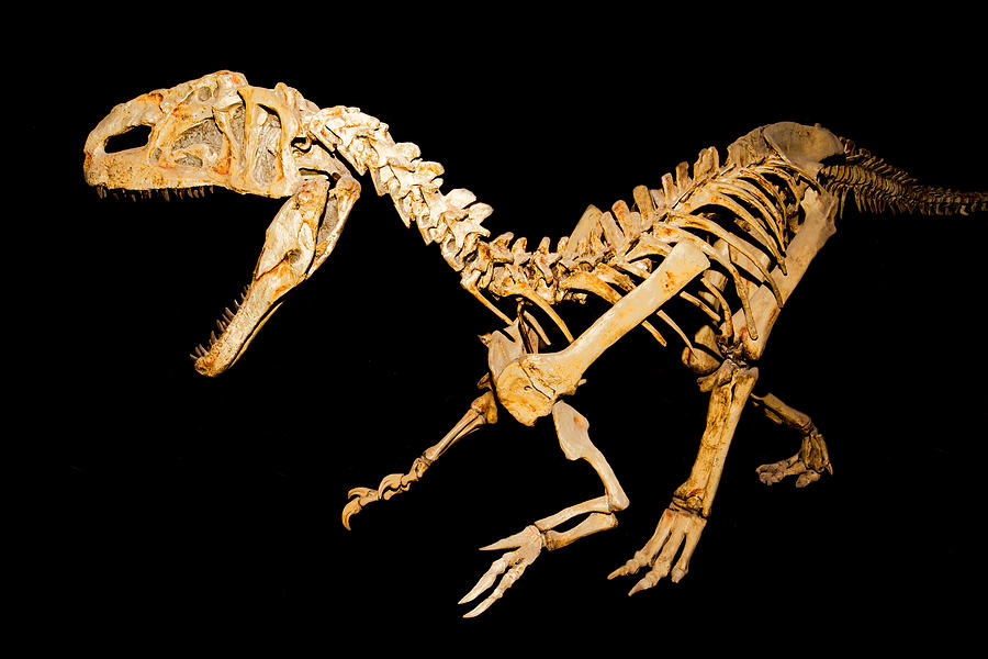 Monolophosaurus Dinosaur, Fossil Photograph by Millard H. Sharp
