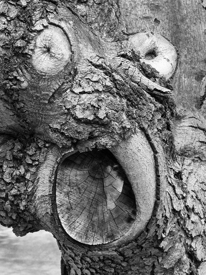 Monster Face In Tree Trunk Photograph by Gary Slawsky