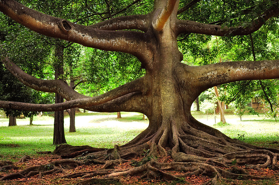 Nature Photograph - Monster Tree. Old Fig Tree in Peradeniya Garden. Sri Lanka by Jenny Rainbow