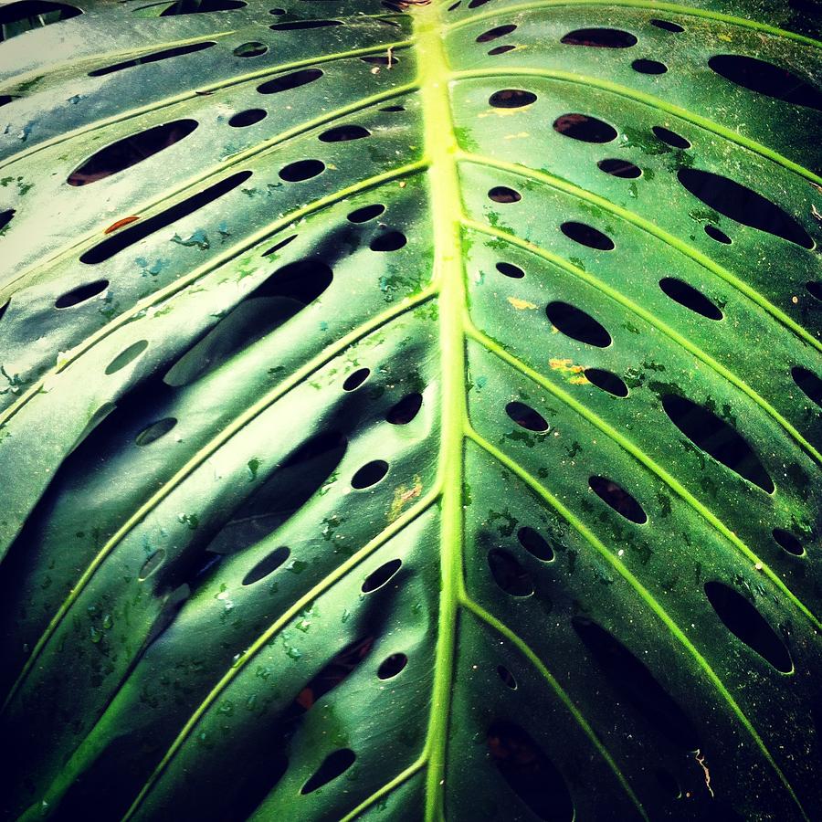 Monstera Leaf Photograph by Eric Suchman