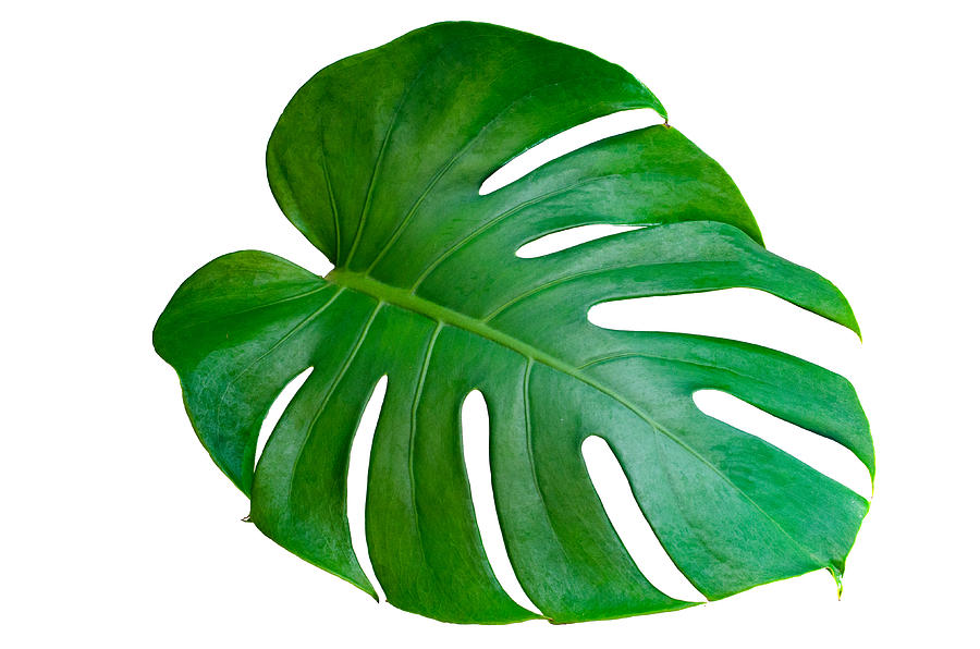 Monstera leaves leaves with Isolate on white background Leaves on white Photograph by sarayut Thaneerat