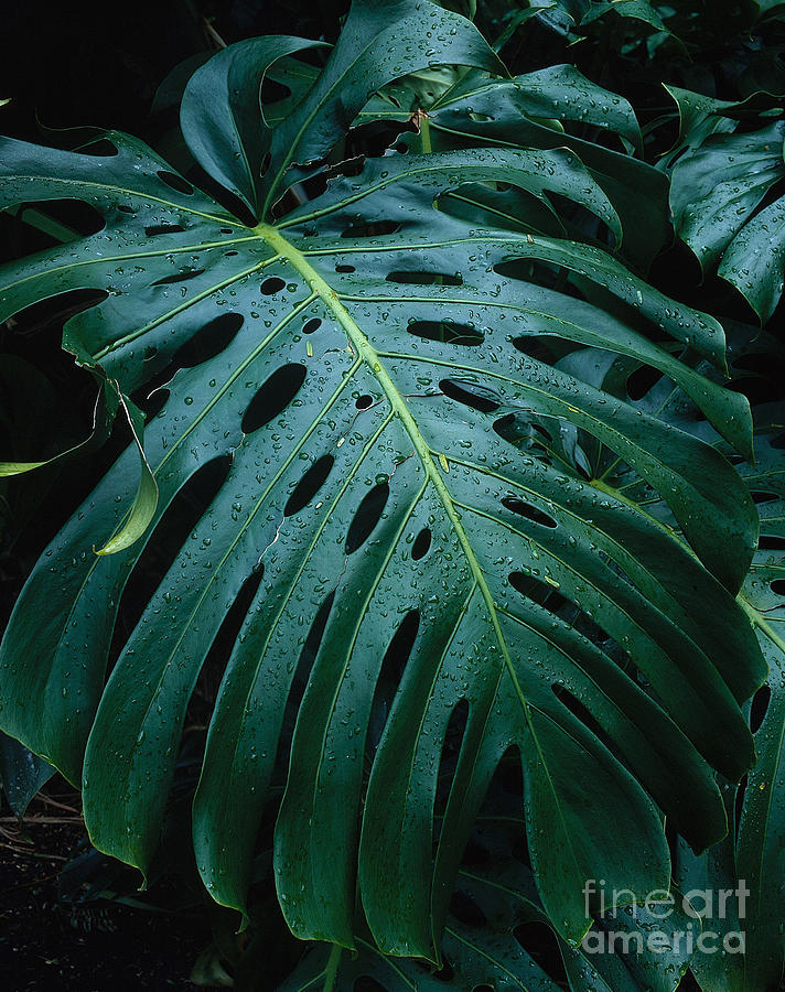 Monstera Plant Photograph by Tracy Knauer