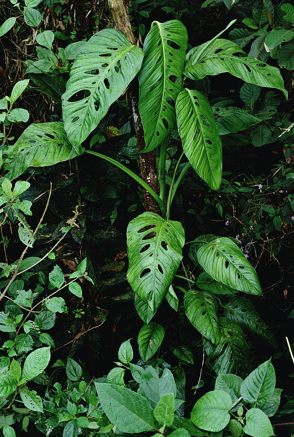 Monstera Vine In Rainforest Panama Photograph by Mark Moffett