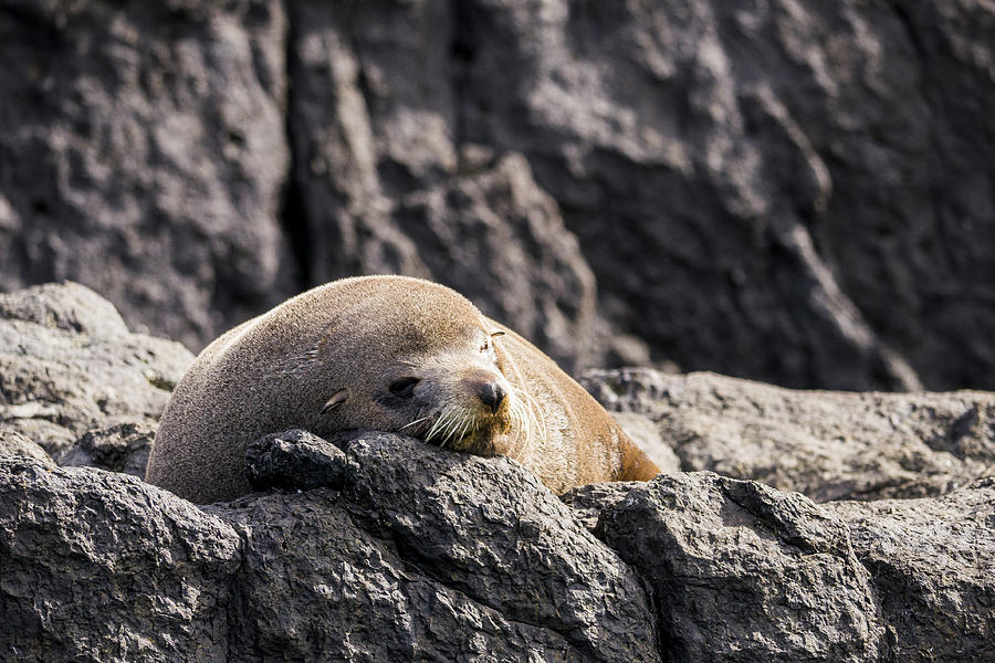 Montague Island Seal Photograph by Steven Ralser