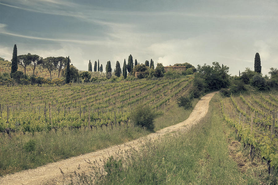 Wine Photograph - Montalcino - Tuscany by Joana Kruse