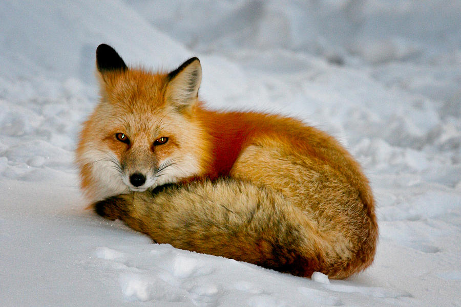 Winter Fox Photograph by Juli Ellen