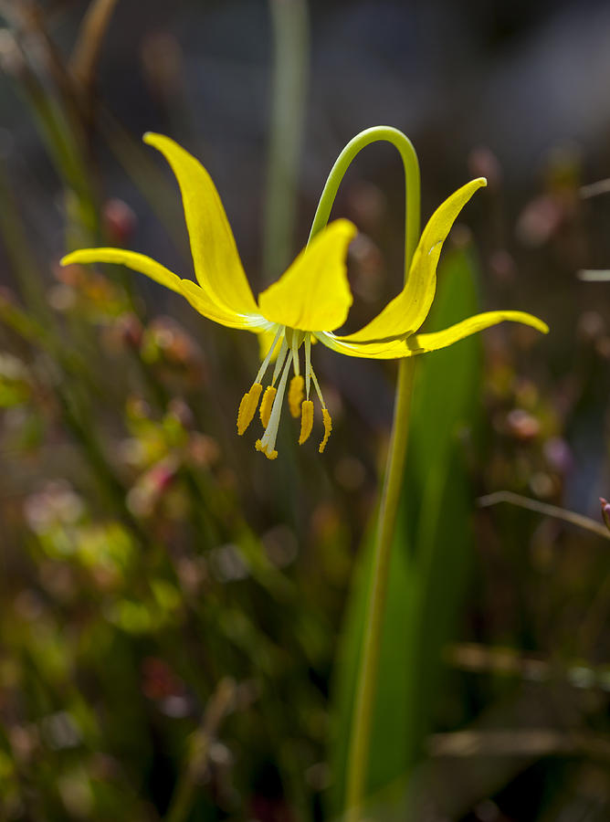 Montana Glacier Lily Photograph By Fran Riley 