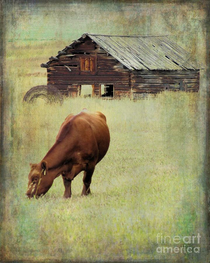 Cow Photograph - Montana Grazer by Sharon Marcella Marston