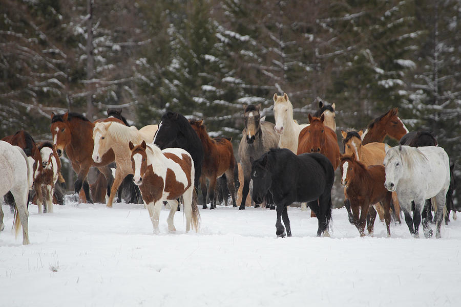 Montana Herd Photograph by Diane Bohna