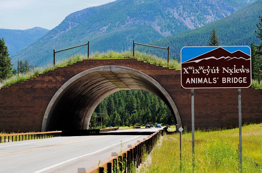 Montana Highway - #2 Animals Bridge Photograph by Kae Cheatham