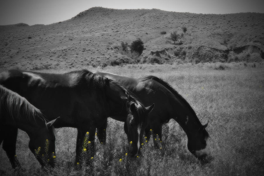 Horse Photograph - Montana Horses by Kathy Williams-Walkup