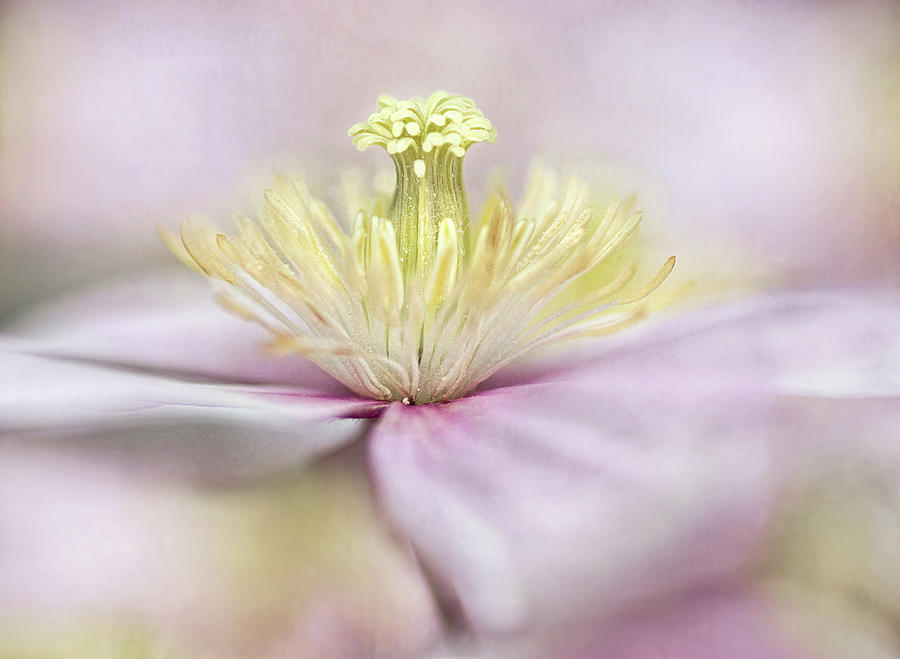 Flower Photograph - Montana by Mandy Disher