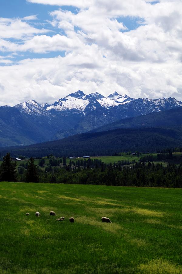 Montana Pasture Photograph by Joseph J Stevens