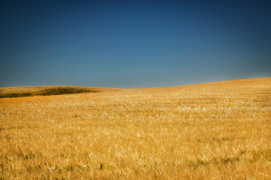 Montana Prairie Wheat Field Montana Photograph by Rich Franco - Pixels