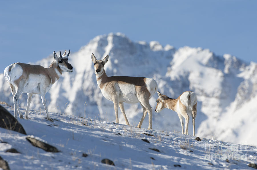 Montana Pronghorn Photograph by Wildlife Fine Art
