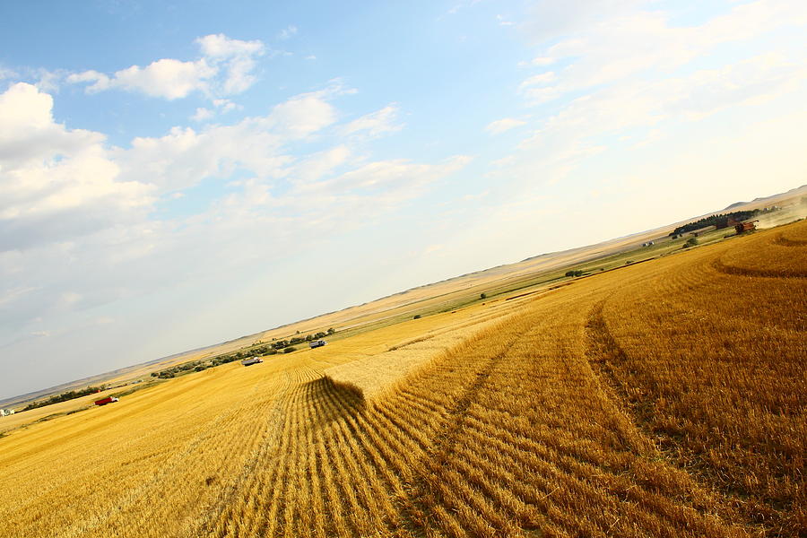 Montana Wheat Harvest Photograph by Rebecca Wenger Pixels