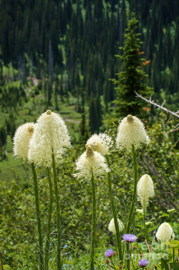 Montana Wildflowers Photograph by Jim McCain