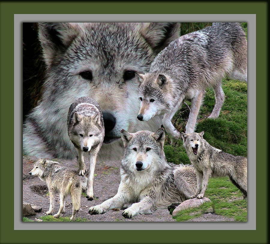 Yellowstone National Park Photograph - Montana Wolf Pack by Thomas Woolworth