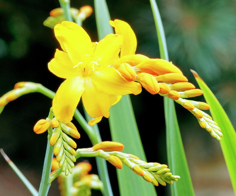 Summer Photograph - Montbretia (crocosmia walburton Yellow) by Anthony Cooper/science Photo Library