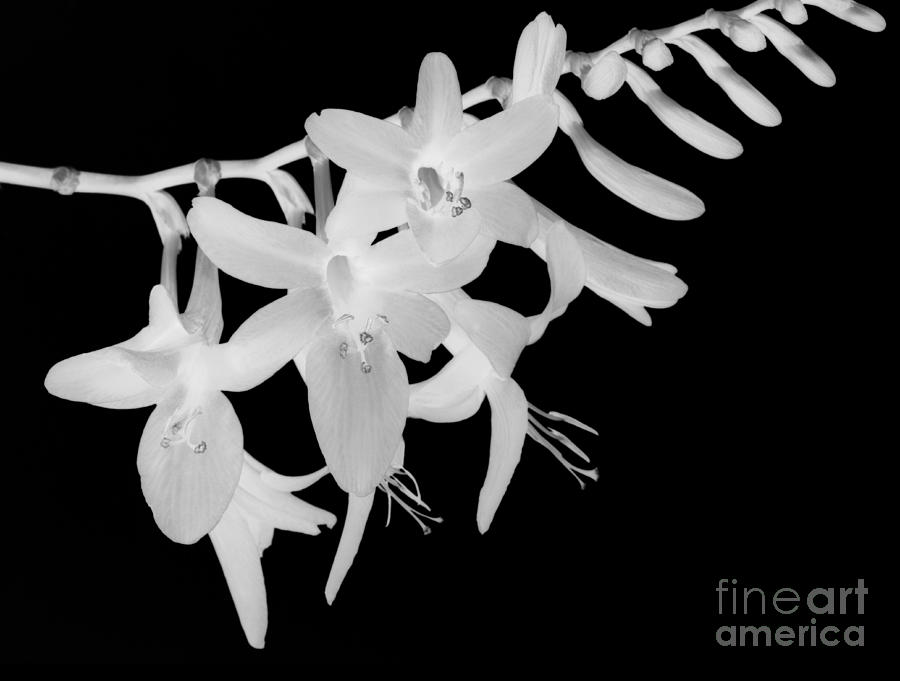 Montbretia in black and white Photograph by Rosemary Calvert - Fine Art ...