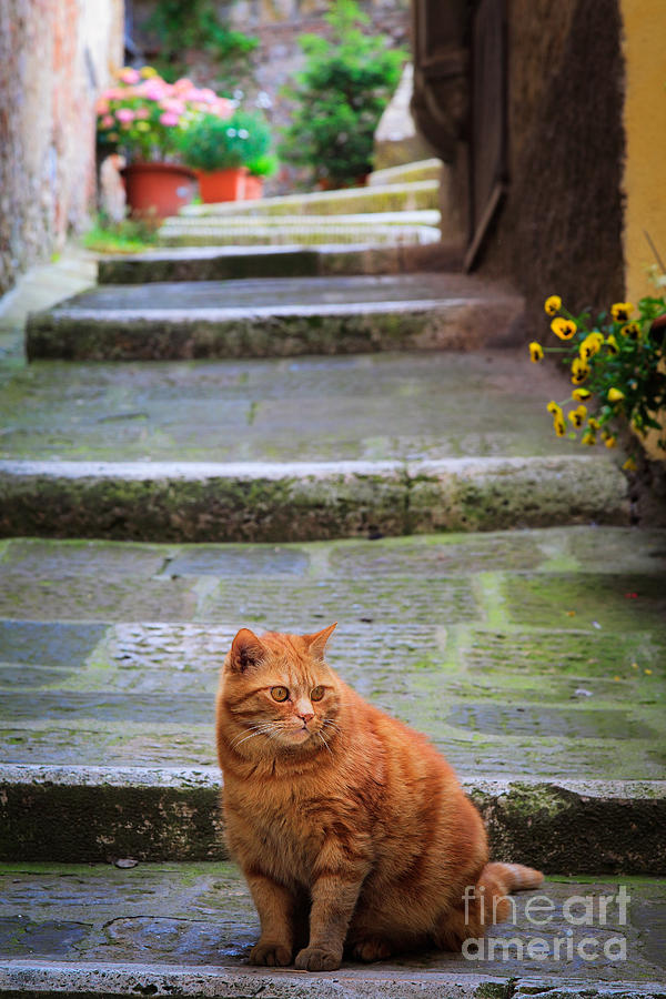Montepulciano Cat Photograph by Inge Johnsson