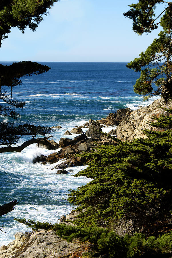 Tree Photograph - Monterey 17 Mile Drive by Barbara Snyder