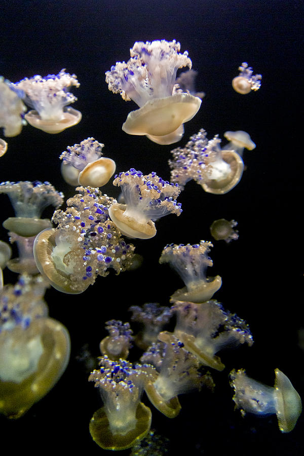 Monterey Aquarium Jellyfish Photograph by Greg Reed