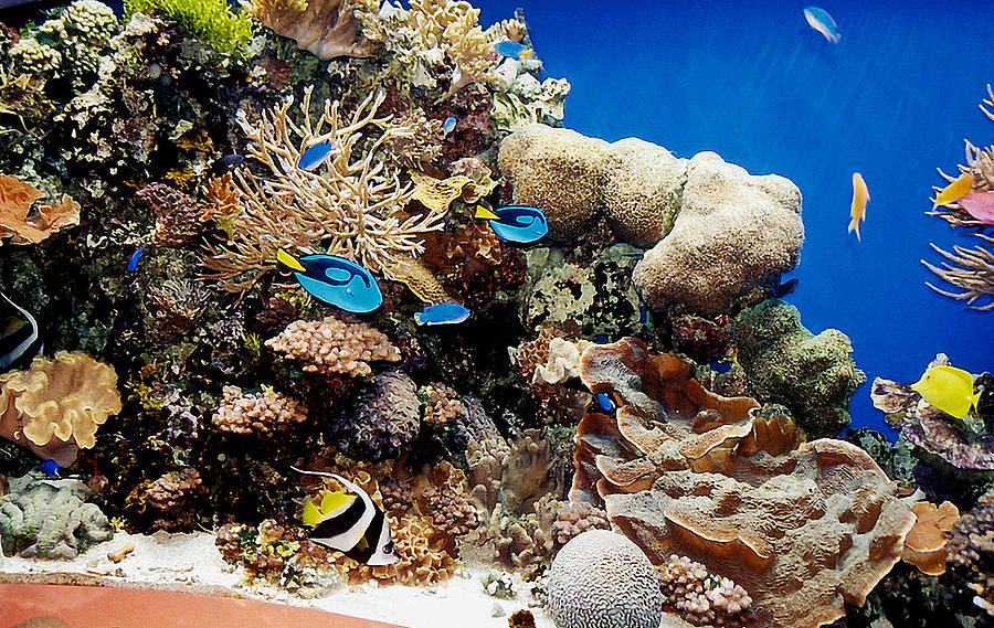 Monterey Bay Aquarium - Monterey, California Photograph by Richard Krebs