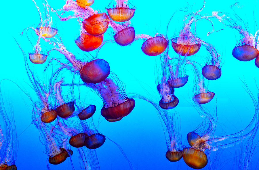 Monterey Bay Jellyfish Painting by Barbara Snyder