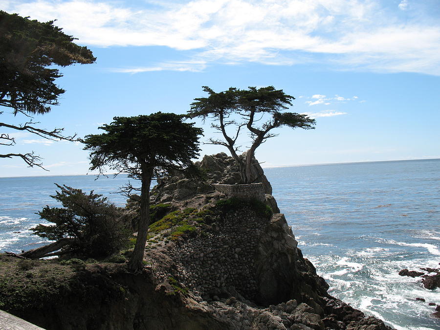 Tree Photograph - Monterey California Rocky Outcrop by Louise Adams