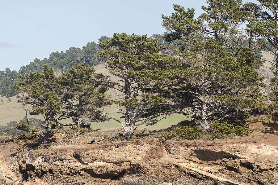 Monterey Cypress Trees Photograph by Lee Kirchhevel