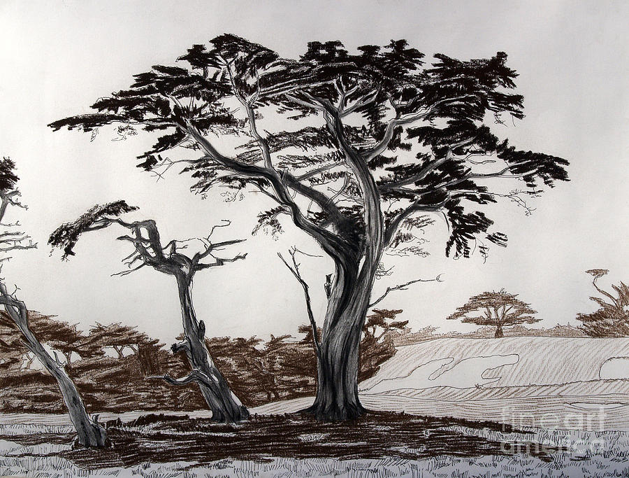 Nature Drawing - Monterey Cypresses by Philip Tolok
