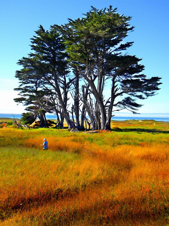 Monterey Cyprus Grove Photograph by Frank Wilson
