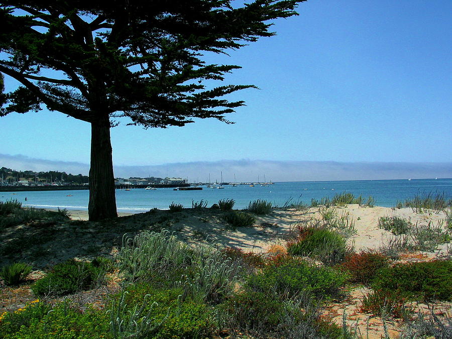 Monterey Dunes Photograph by Derek Dean