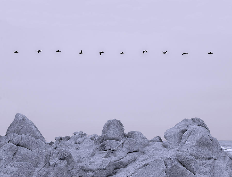 Bird Photograph - Monterey Gulls by Andre Aleksis