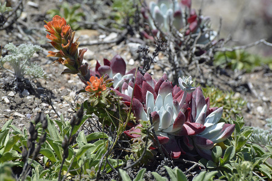 Monterey Indian Paintbrush and Ice Plant Photograph by Bruce Gourley