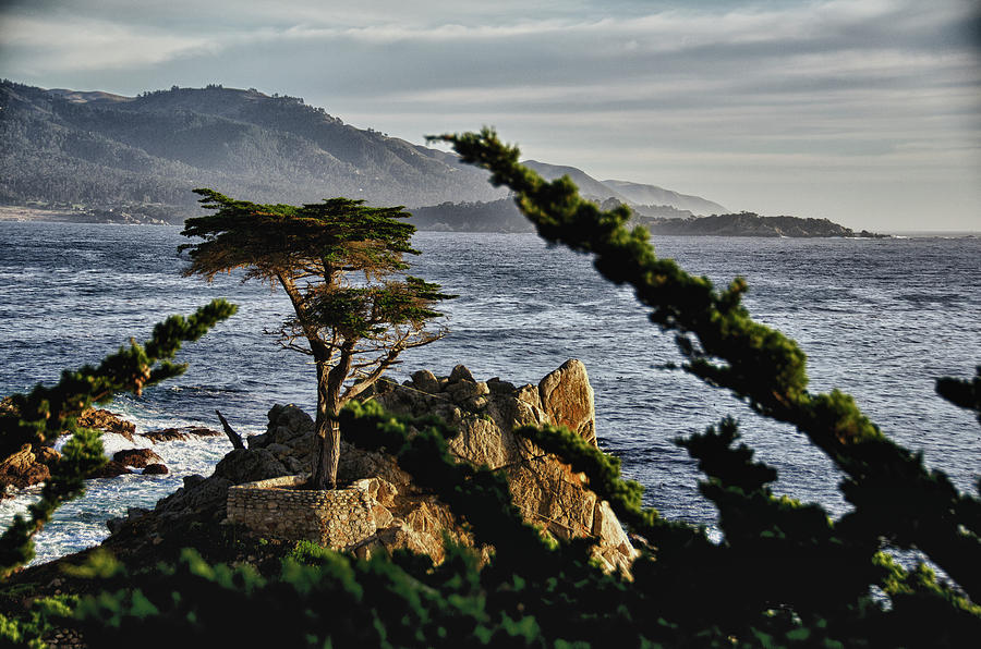 Monterey Lone Cypress Photograph by Ron White