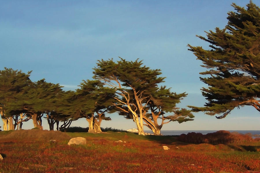 Tree Photograph - Monterey Cypress Trees by Art Block Collections