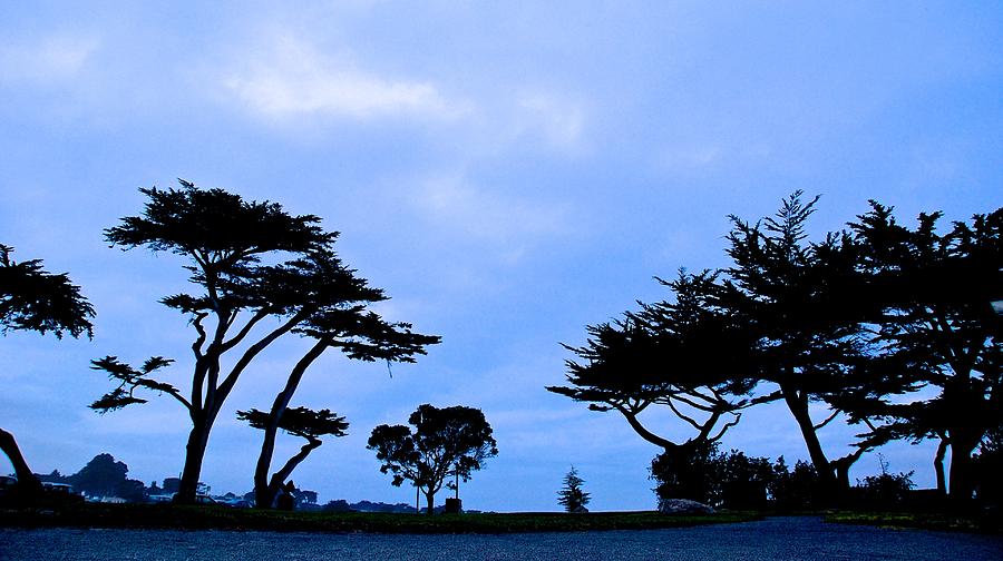 Monterey Photograph - Monterey Pines by Eric Tressler