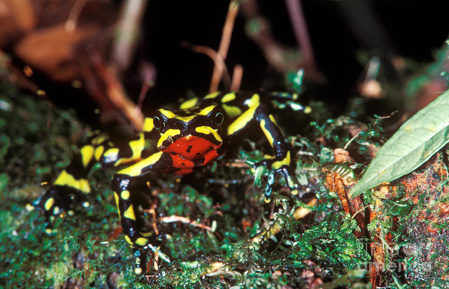 Animal Photograph - Monteverde Harlequin Frog by Gregory G. Dimijian, M.D.
