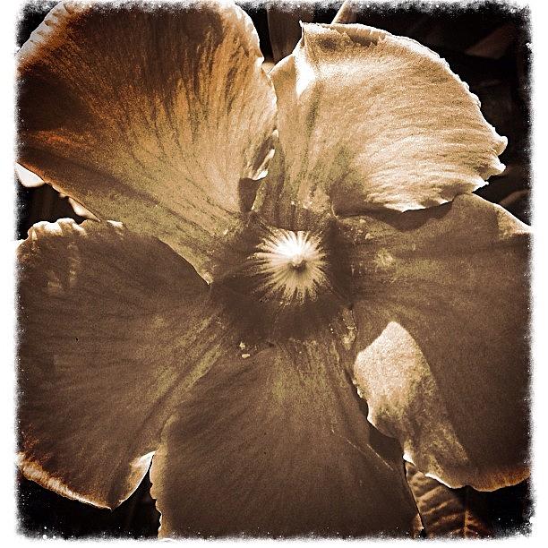 Flower Photograph - Montevilla by Nancy Blackman