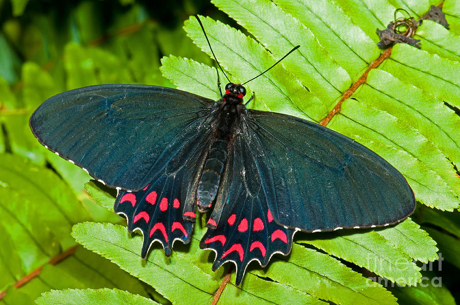 Montezauma Cattleheart Butterfly Photograph by Millard H. Sharp