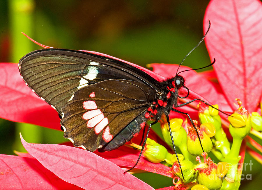 Butterfly Photograph - Montezuma Cattleheart Butterfly by Millard H. Sharp