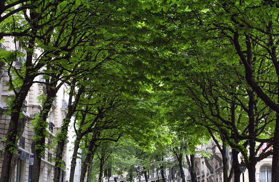 Montmartre Springtime Trees Photograph by Georgia Clare